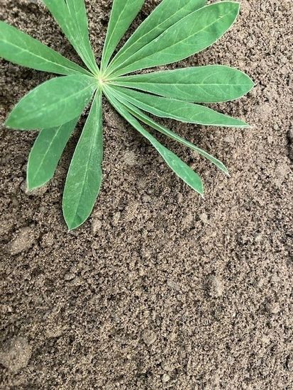 Sand (toppsand / dressesand), 0-2 mm, 800 kg storsekk